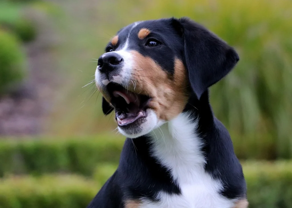 A tricolor dog with black, brown, and white fur and four eyes barks loudly, showing an alert and expressive posture.