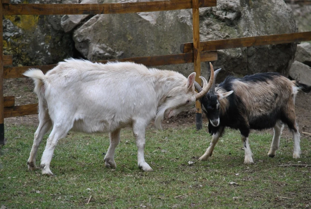 Two goats locking horns in a fight — one white, the other mottled with black and brown.