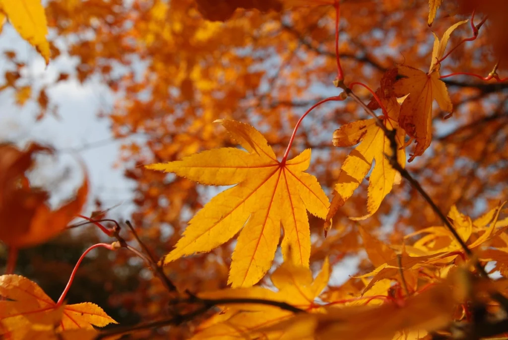 Red autumn foliage on trees in Gyeongju, South Korea, showcasing vibrant seasonal colors.