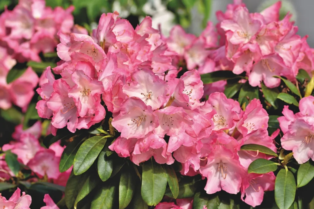 A close-up view of vibrant pink azalea flowers in full bloom, filling the entire image with soft pink hues.