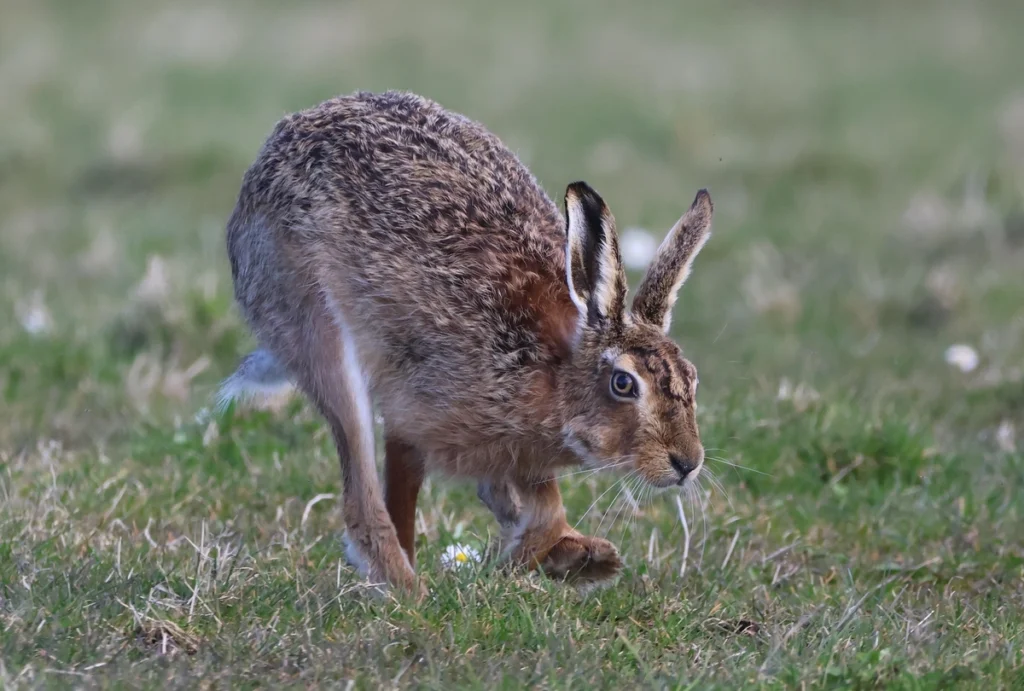 A still shot of a rabbit hopping along, jumping up and down