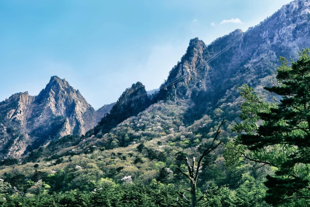 View of rocky peaks and pine trees at Seoraksan Mountain in Gangwon Province, South Korea.