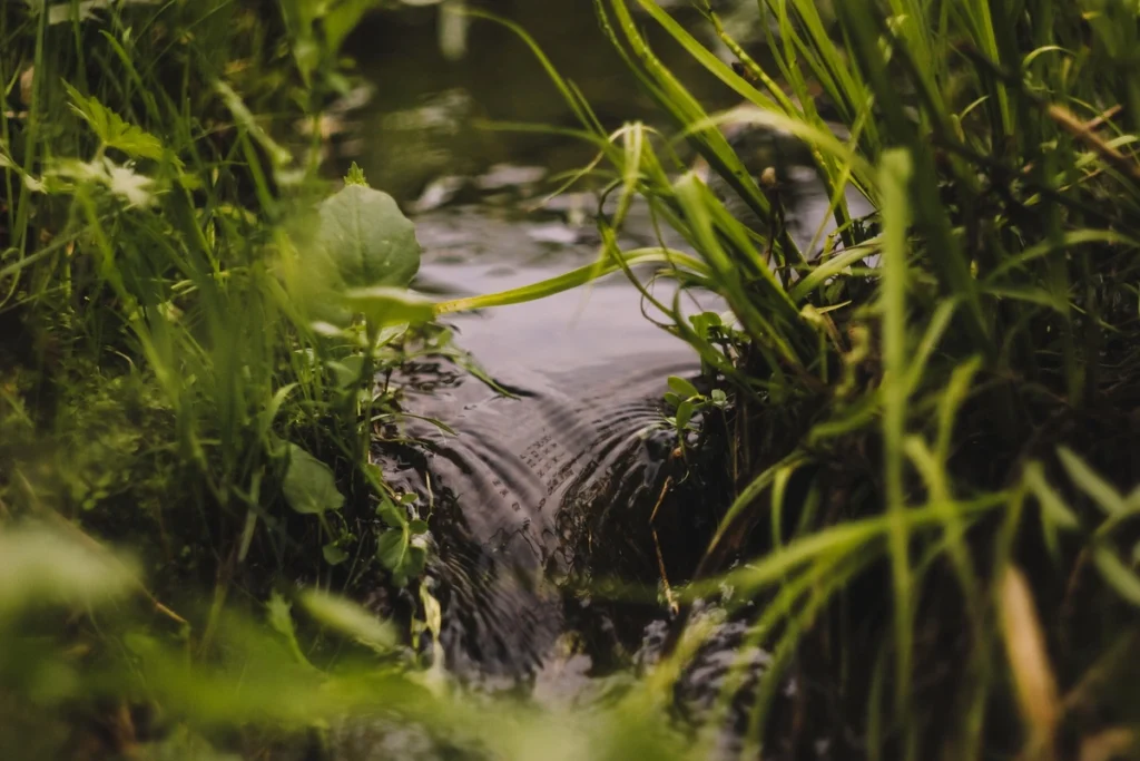 A stream flows through a lush field filled with green grass.