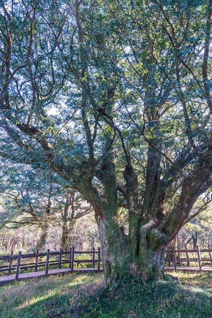 Bijarim Forest, Jeju Island, Korea