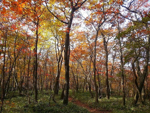 The Hallasan Dulle-gil, beautifully tinted crimson with autumn leaves