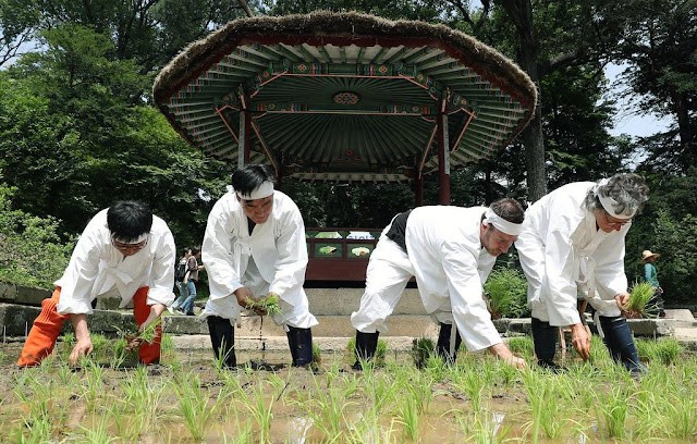 Four men planting rice beside Ongnyucheon in the Secret Garden of Changdeokgung Huwon