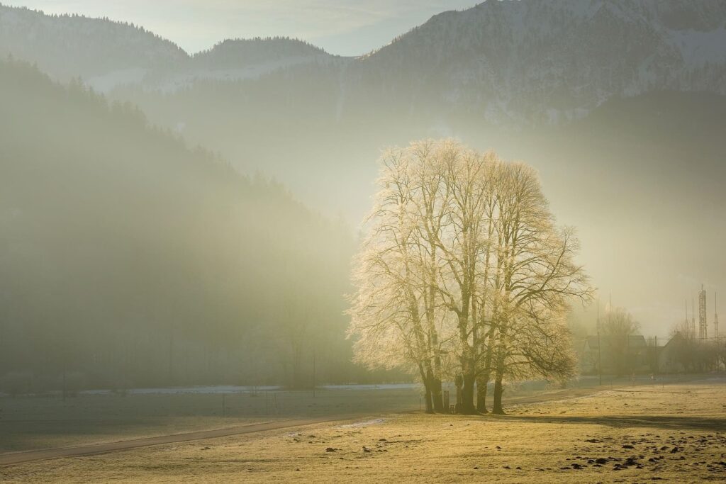 A lone tree standing in a field bathed in golden rays of sunlight.