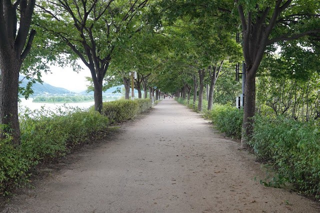 Wiryegangbyeon-gil Long Stretching Path with Trees Growing on the Side