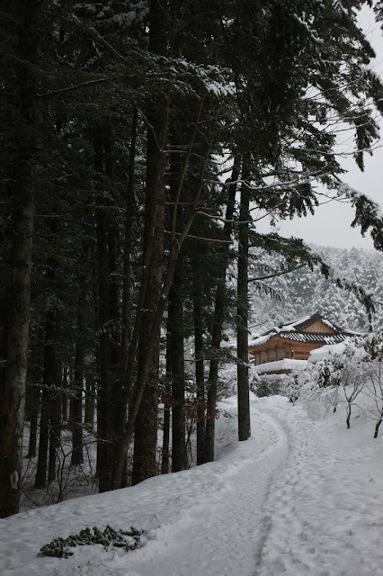 The evergreen fir tree path leading to Woljeongsa, blanketed in white snow