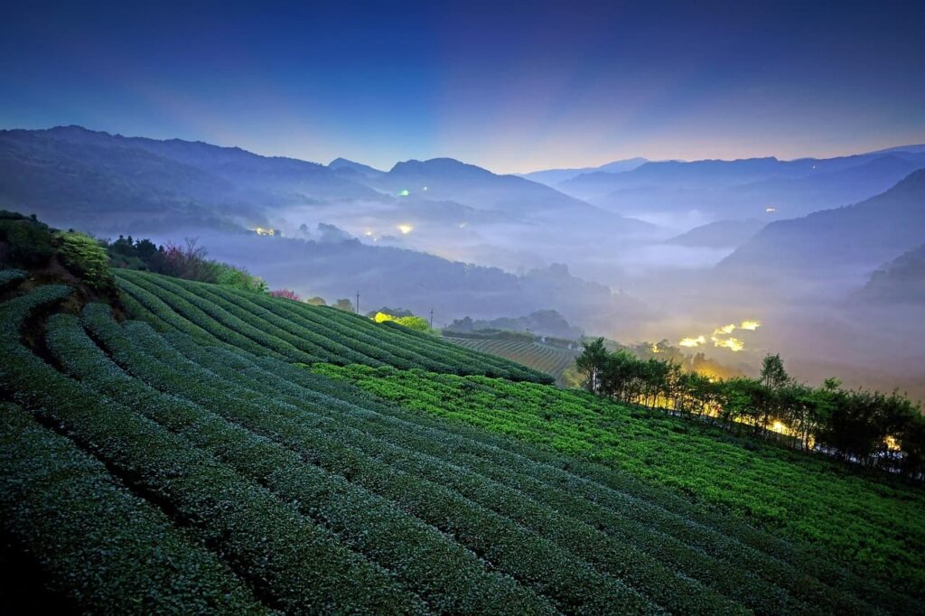 Boseong green tea fields at sunset