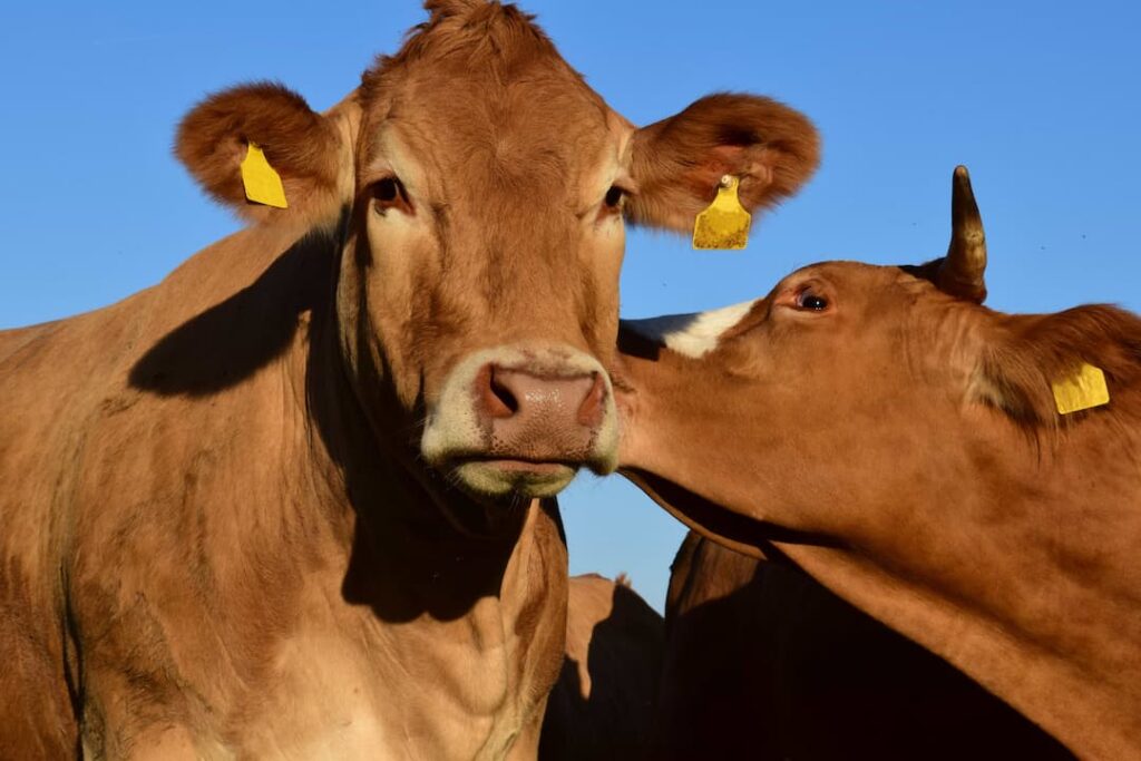 A cow grooming another cow in a field