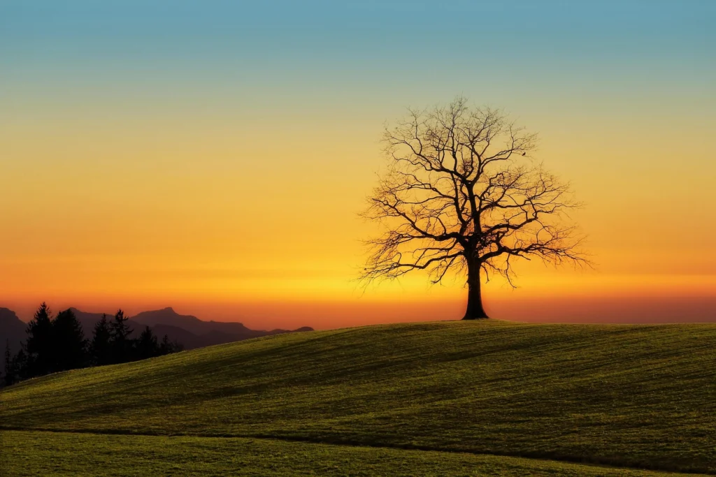 A solitary tree standing on a hill at twilight, silhouetted against the fading sunset.