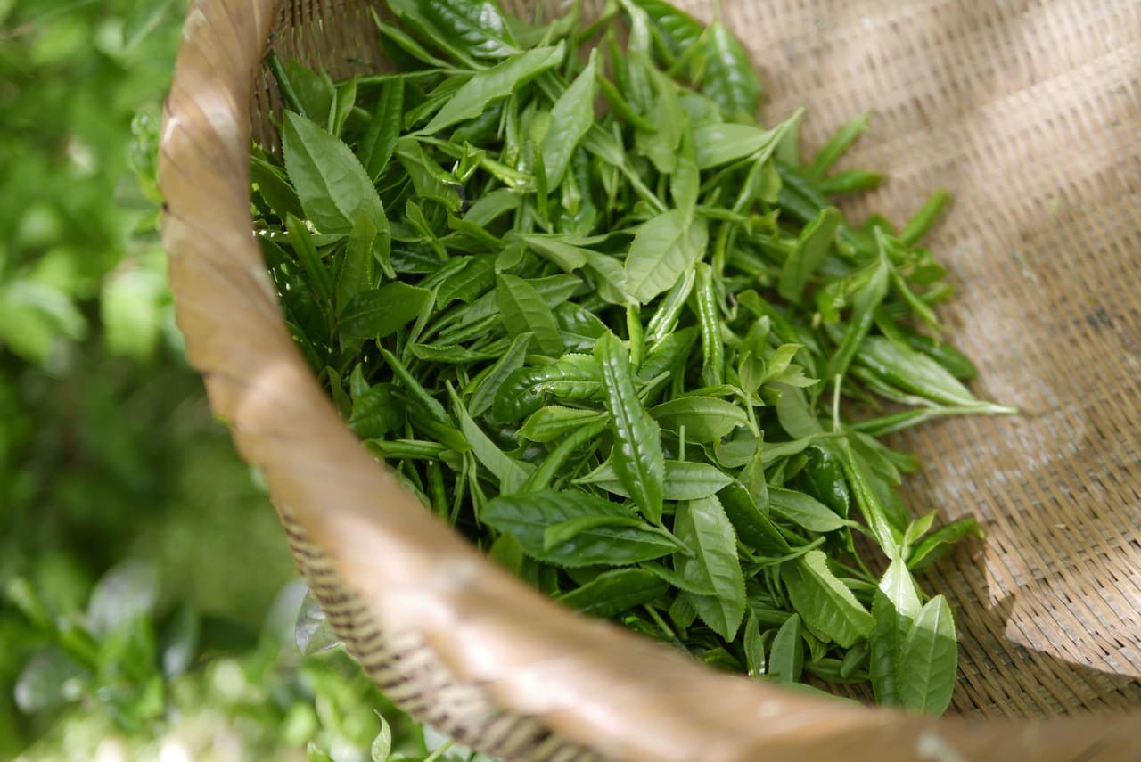 Young green tea leaves in a bamboo basket